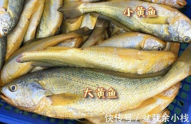 营养|这3种鱼自带重金属，价格虽然便宜，但营养低伤身体，别乱吃！