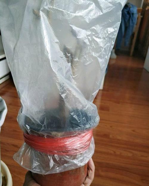 扦插|三角梅扦插总不活?吹口仙气,成活率翻倍,20天冒新芽