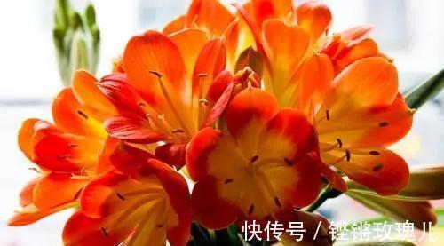 根部|不会养君子兰,记住5个技巧,盆盆长爆盆,棵棵开花艳