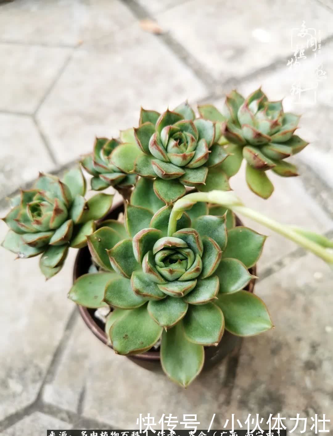 锦晃星|时光不再,人心在,多肉在!