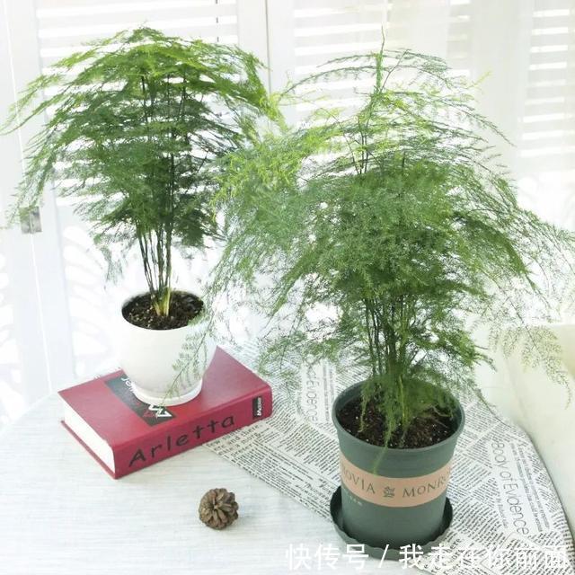 这六种花,个个都爱“喝醋”,隔几天喝一点,嫩叶蹭蹭长不停