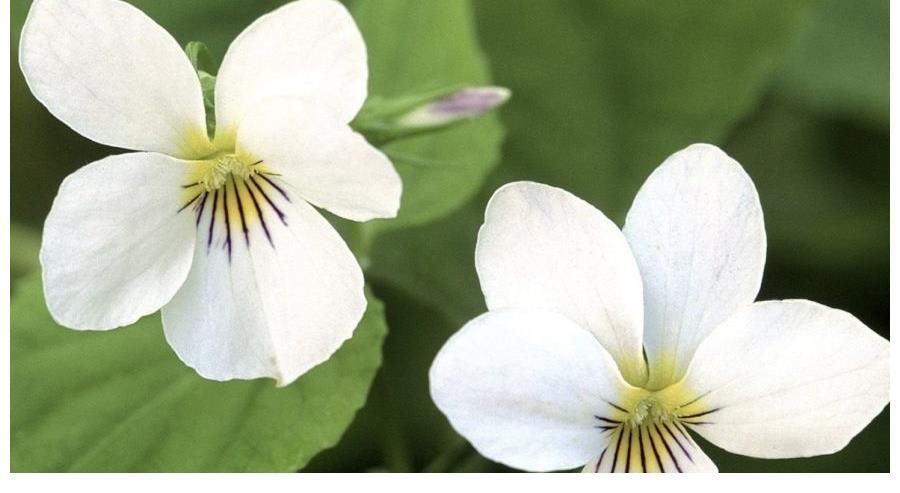 生肖|未来一个月喜鹊进家门的4大生肖，事业节节高升，家庭幸福和睦