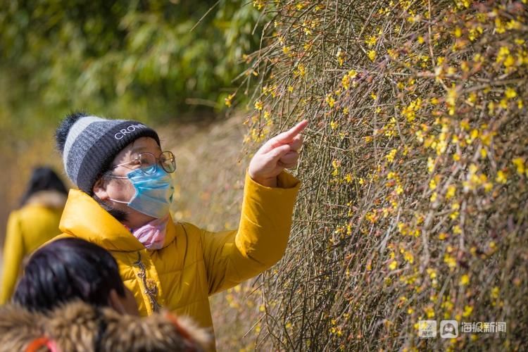 黑虎|清泉映花影，泉城春来早！济南黑虎泉畔这一大片迎春花，你看了吗？