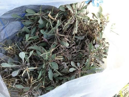 曾是穷苦人救命菜,如今成民间极品野菜,味赛荠菜,见到请别错过