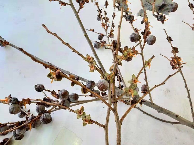 手软|山上的一种野果子,城里有钱也难买,浑身都是宝,碰上了就别手软