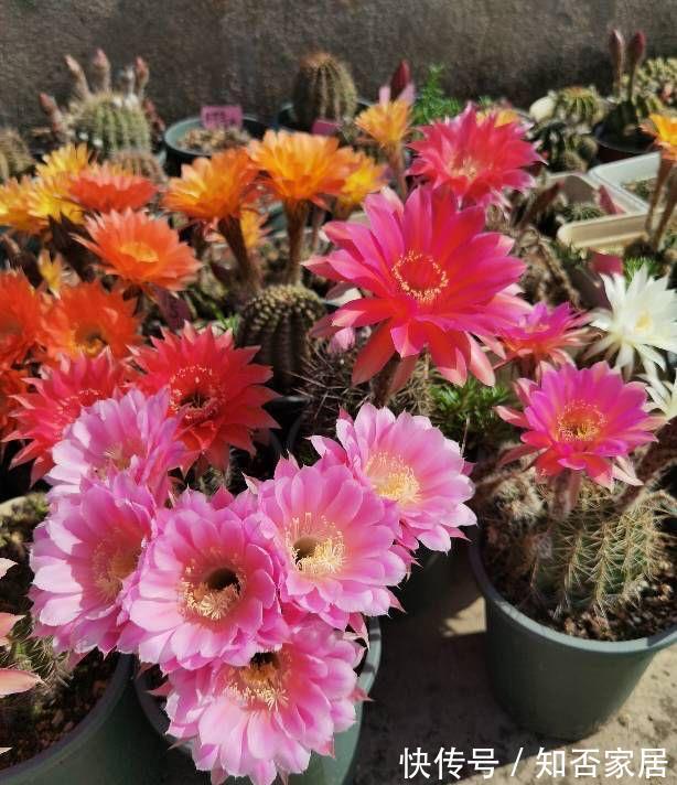 阳台上|4种花耐旱耐高温,花漂亮很好养,不用怎么管也长势很旺