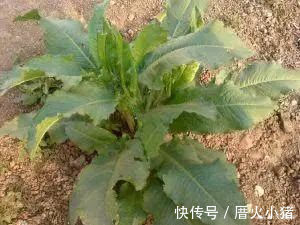 大黄|野菜俗称“金不换”,比醋还酸,治便秘当调料,市场价值极高!