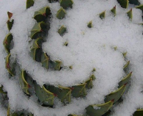  芦荟|物以稀为贵，1盆芦荟上万元，就这颜值？你值得拥有