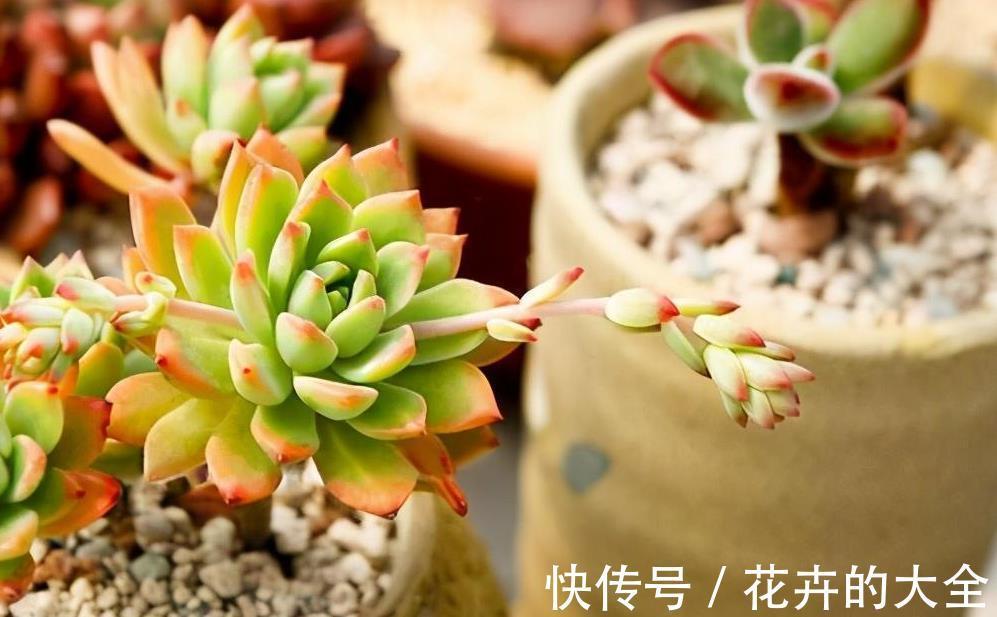 叶子|多肉爱喝2种水,夏季2周喂1次,叶子又肥又美,茎干不徒长