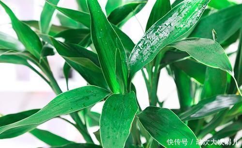 盆栽|客厅养花选它,比绿萝好养,养人还聚财,是家庭盆栽佳品