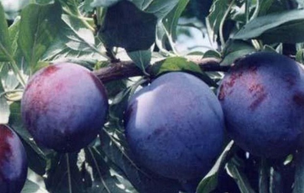 污血|女性常吃水果中一宝,排除体内污血,保养皮肤水嫩,子宫越来越好