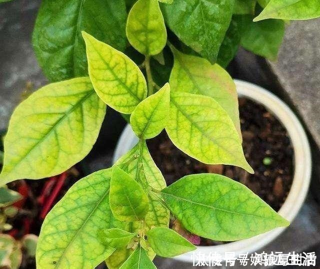 酸碱度|厨房一种调味料,养花3个用法,分分钟拯救黄叶,比硫酸亚铁都强!
