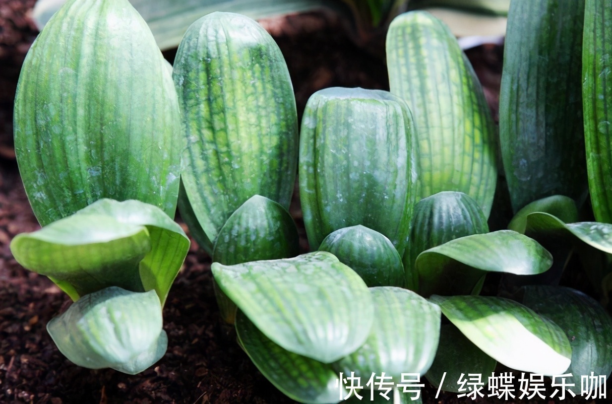 发黄|养君子兰的“小诀窍”,通过观察叶子,就能找出它的病因