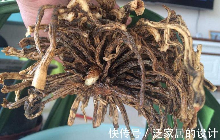 君子兰黄叶，黑尖，烂叶，烂根，怎么办