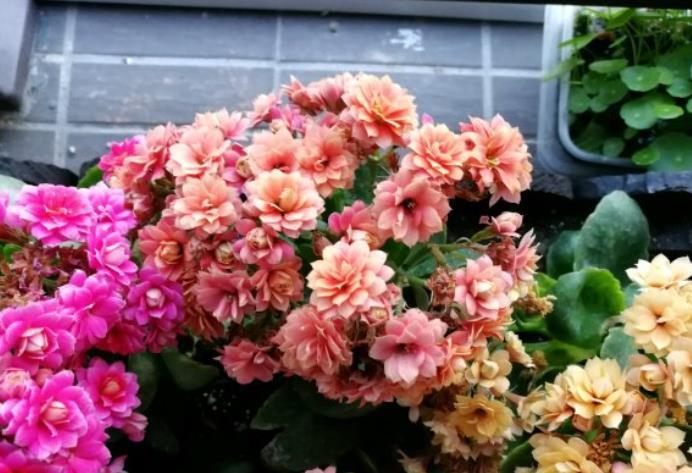 养6种花怕水多,烂根又烂叶,水少长势旺,开花开得多