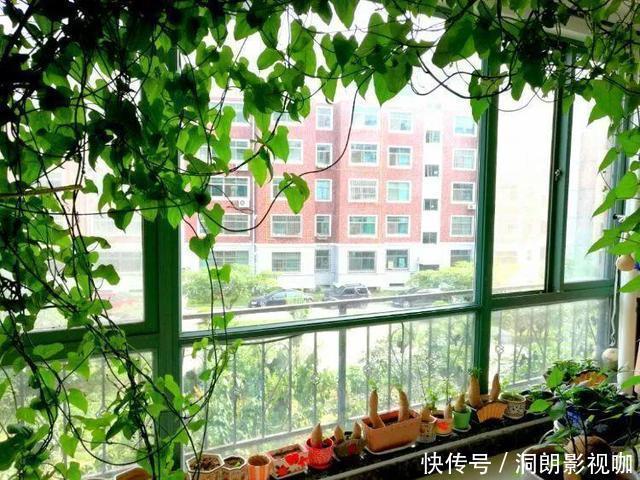 红薯|养5种花卉,没土就能活,“只浇水”嗖嗖爆盆,变成“绿窗帘”