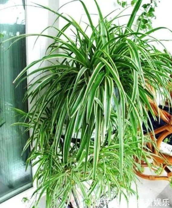 发黄|吊兰发黄、瘐弱“改掉”3个坏习惯,再施1种肥,叶油绿,长得旺