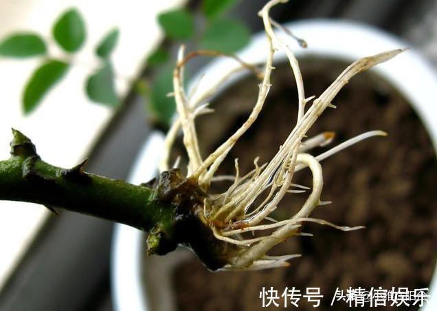 小技巧|学会3个扦插小技巧,不花钱就能养花,生根发芽快,呼呼长满盆!
