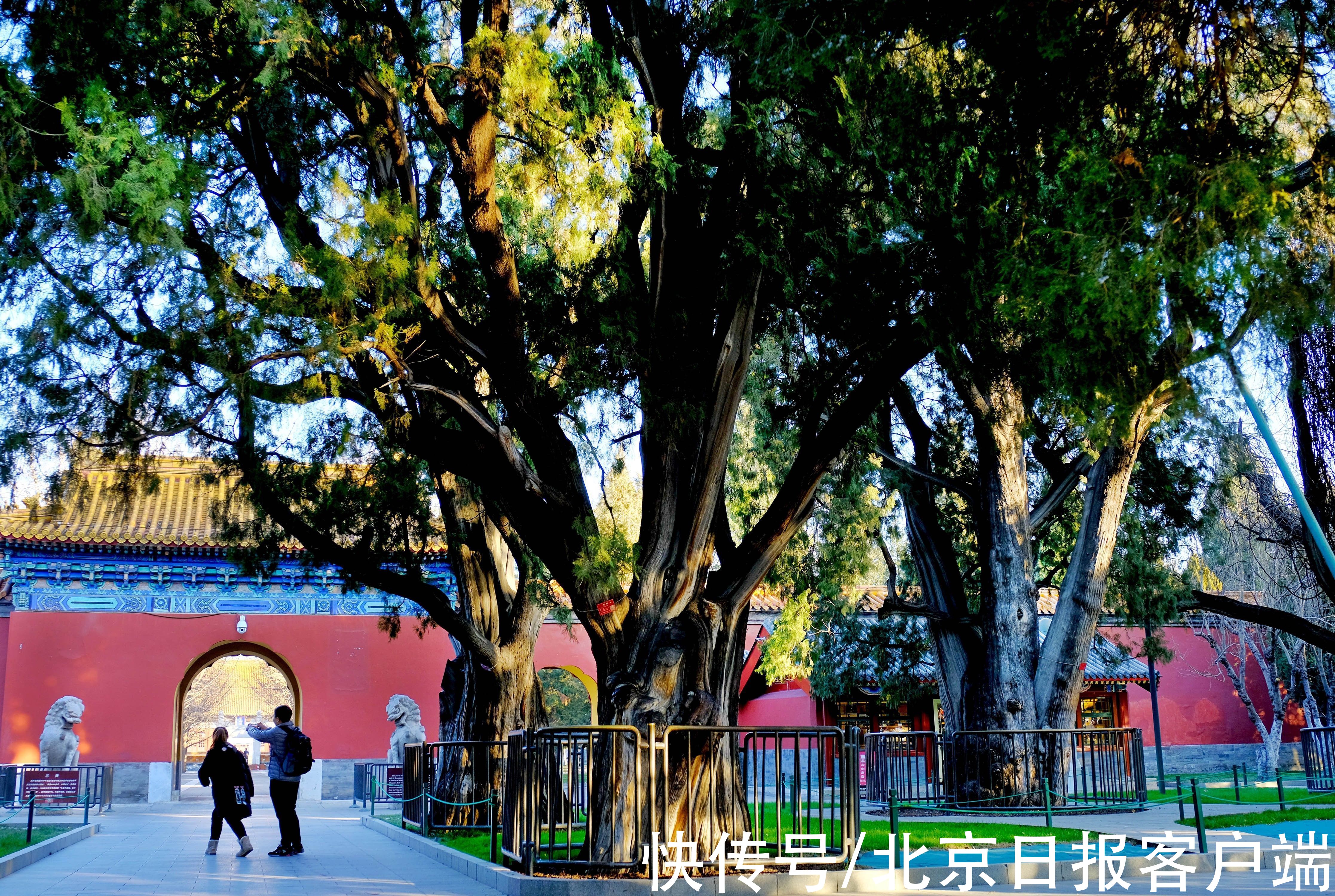 益母草|颐和园曾是关押太监的，天坛的草药很出名……这些园林轶事很有趣