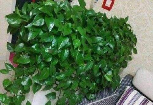 休眠期|君子兰“夹箭”怎么办叶片“扒拉扒拉”，来点肥蹿得高开花红艳