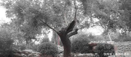 骨气|400年前，崇祯皇帝在煤山上用槐树结束生命，这树现在啥样了