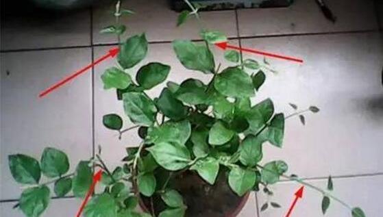 枝条|矮化茉莉的手法,只需这里“剪一下”,植株矮壮,发满“花芽”