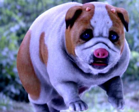 斗罗大陆真人版：罗三炮形态出现，是宠物狗身上，按一个猪鼻子