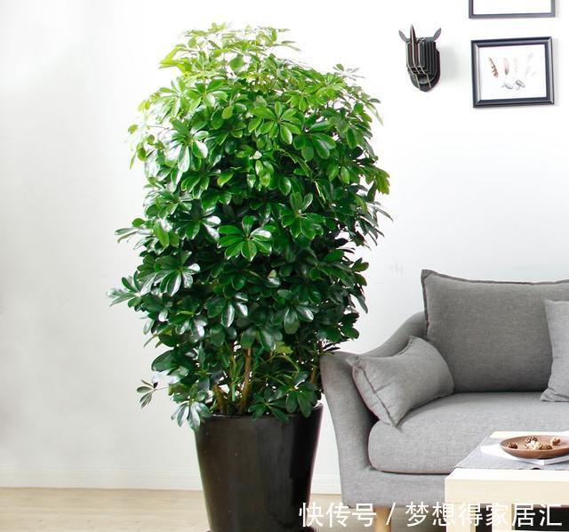 深受花友喜|这五种植物吸尘器,居家栽一盆,既能吸尘除污,又能净化空气