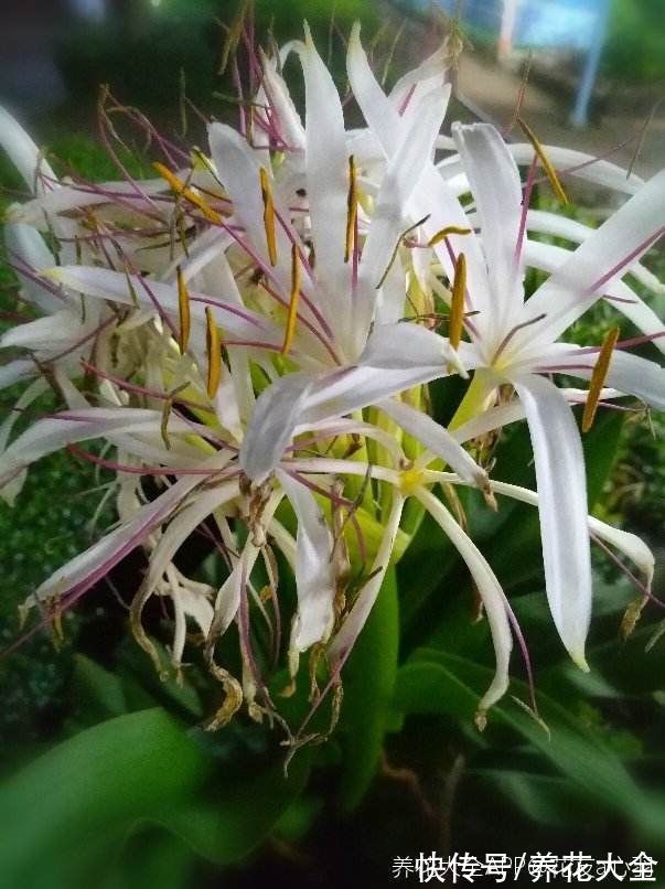 图鉴|100种常见花图鉴，图文并茂非常详细，收藏起来慢慢看