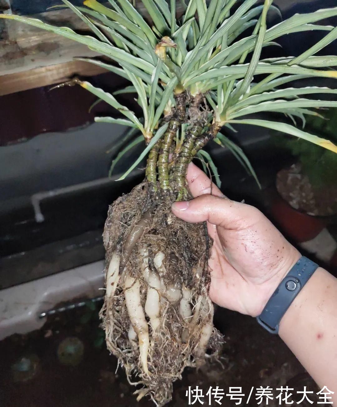 马齿苋花|山东马齿苋老桩，年年开花像小树，网友直呼：假的吧