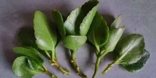 蟹爪兰|养花爱好者看过来这15种花现在“扦插”,生根快,一个周就长芽