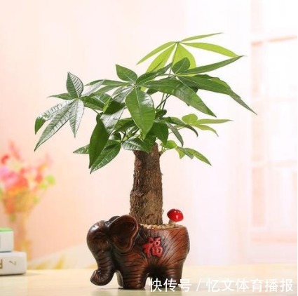 家里什么植物都可以不养,唯独这4种万万要种,难怪有钱人住富裕