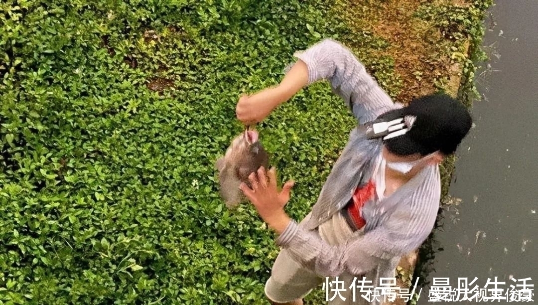 路亚|河道“巨型罗非”扎堆,钓鱼人:三五斤起步,半天钓十几条