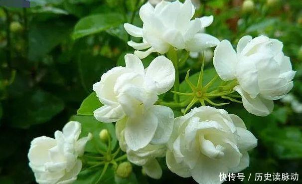 对待新款超友好的，不用操啥心，花开媲美玫瑰，花朵姿态万千