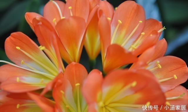 君子兰为什么会夹箭,君子兰夹箭了怎么办,别慌,我来告诉你!