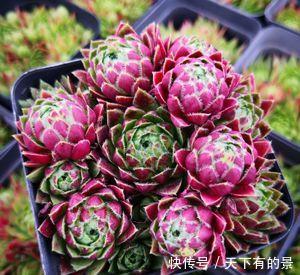 此款多肉,一个莲座只开一次花,开完就枯萎,长出新莲座!