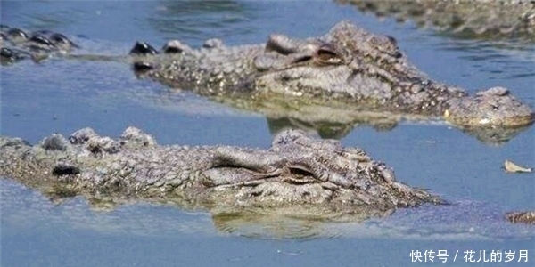鳄鱼|当年在缅甸岛上，荷枪实弹的1000多名日军，为何几乎被鳄鱼吃光
