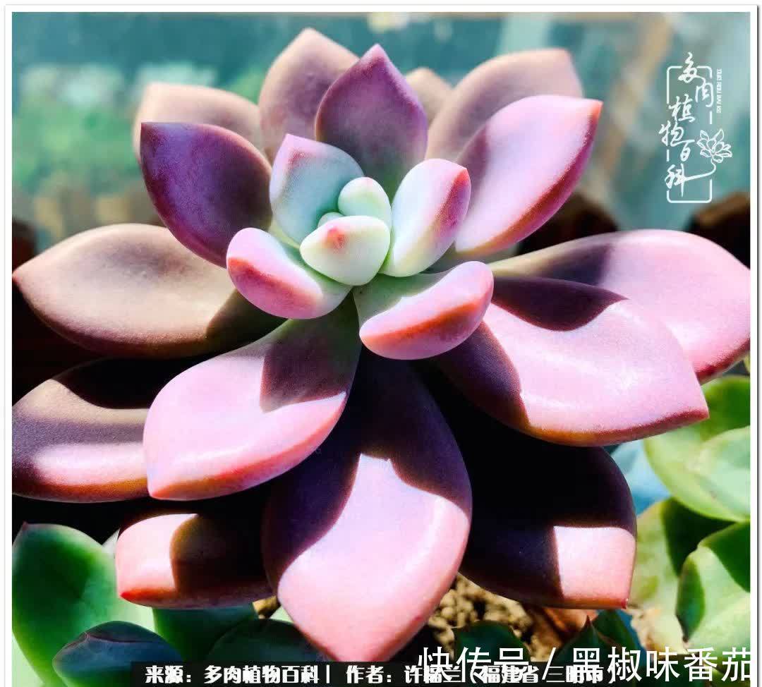 尖尖|养多肉两年,美丽与赏心悦目并存!