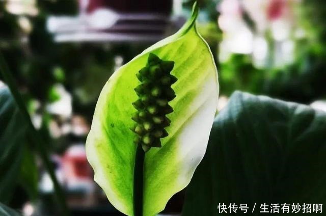 10种花,春天不能晒,躲屋里最安全!10种花,春天不能晒,躲屋里最安全!