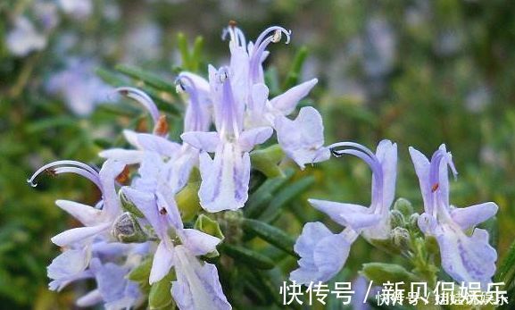 香水花|养花就养此“香水花”，比栀子花香，比茉莉花好看，花开200天