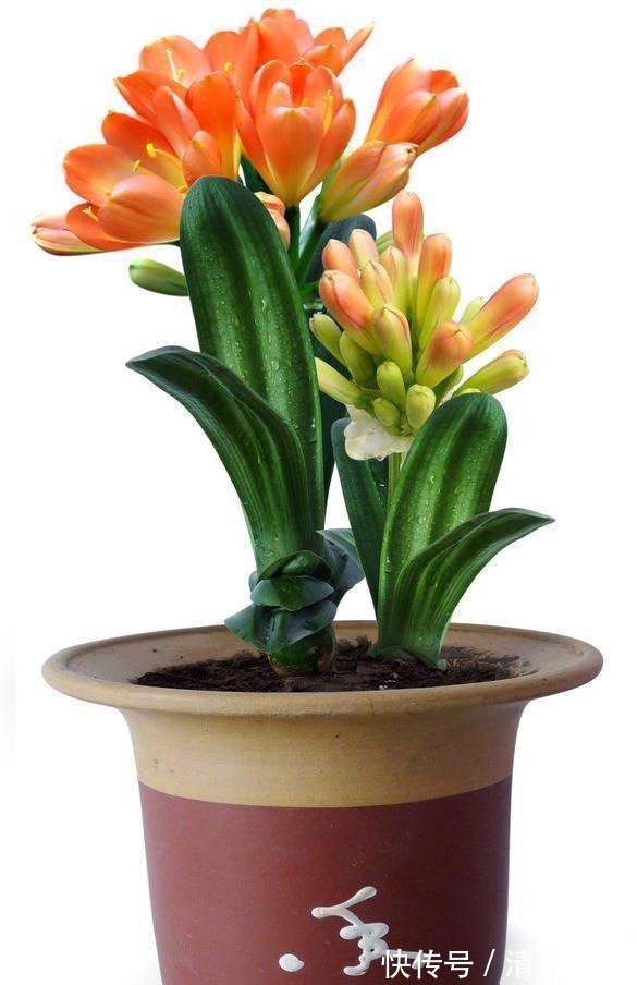 君子兰用什么肥料最好,家里常备这三种肥料就足够了