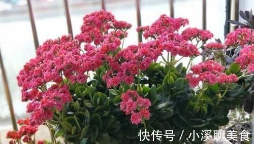 阳台最适合养3种花，30天不浇水照样生长，一年开花不断