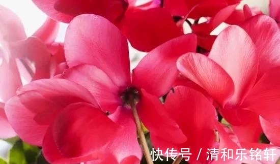 生肖兔|婚后最容易变成“黄脸婆”，啥都爱操心的4生肖女