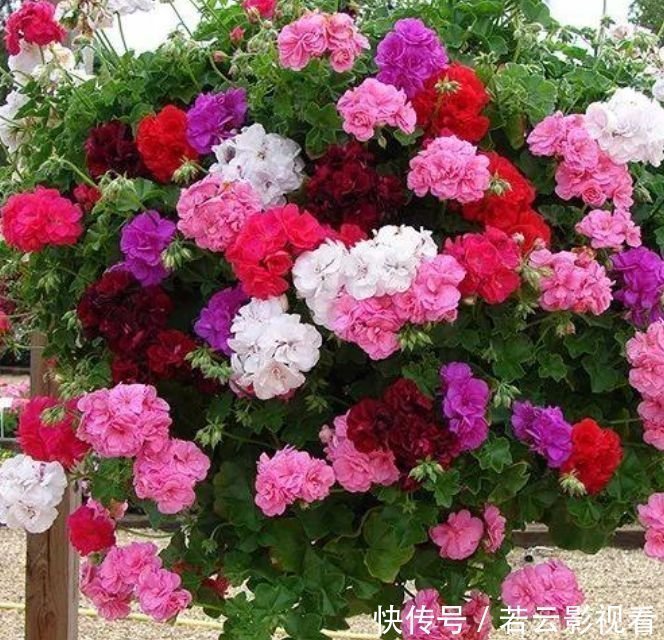 天竺葵|4种花好养又漂亮,养家里,名字好听,花更美,开花漂亮上档次!