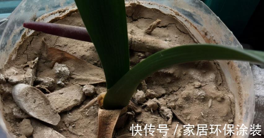 浇灌|不同程度的花土板结情况该怎么解决?