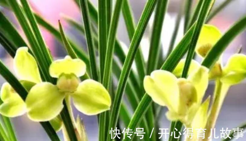 冬天这些花不能喷水