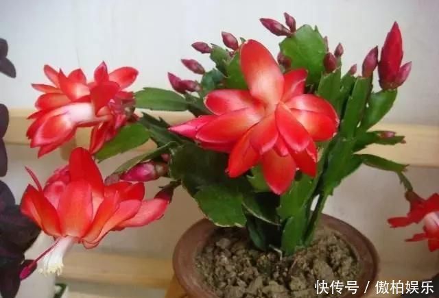 蟹爪兰摆放位置有“讲究”,一不小心就不开花,看你摆的对不对