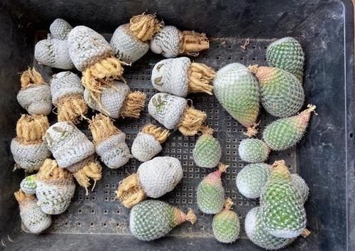 没有景天科多肉的阳台照样很惊艳，摆满仙人球和十二卷，百看不厌