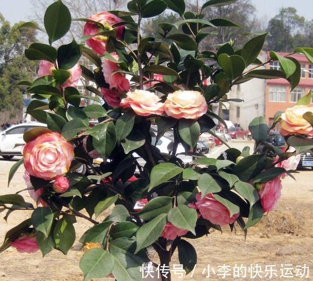 茶花上市了,买回家不会养,做好4件事,不掉花苞,好养活