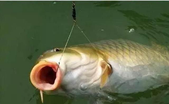 夏季钓鱼,为何经常跑鱼最大的原因是“你钓错了”